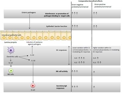 Unraveling the Differences between Gram-Positive and Gram-Negative Probiotics in Modulating Protective Immunity to Enteric Infections